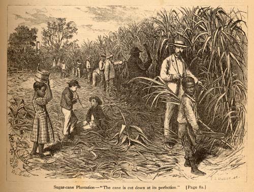 Sugar plantation